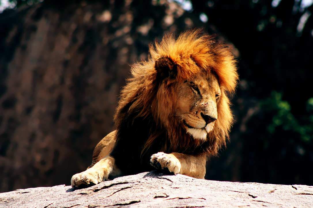 Lion-the-king-of-tanzania-safari