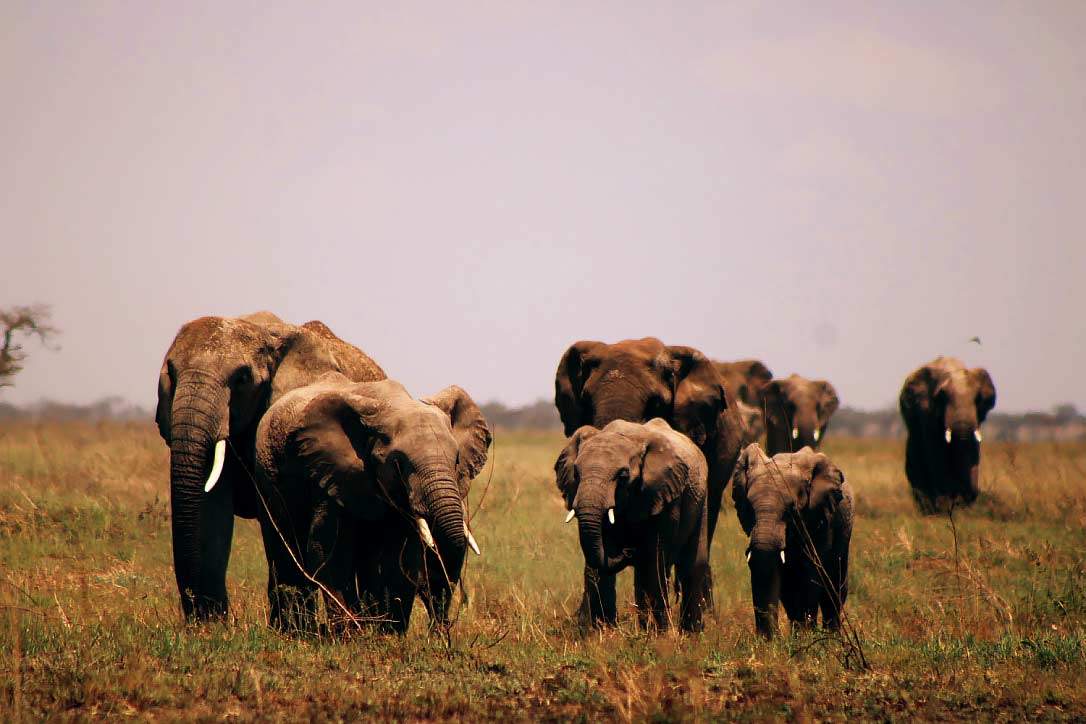 Tarangire-national-park