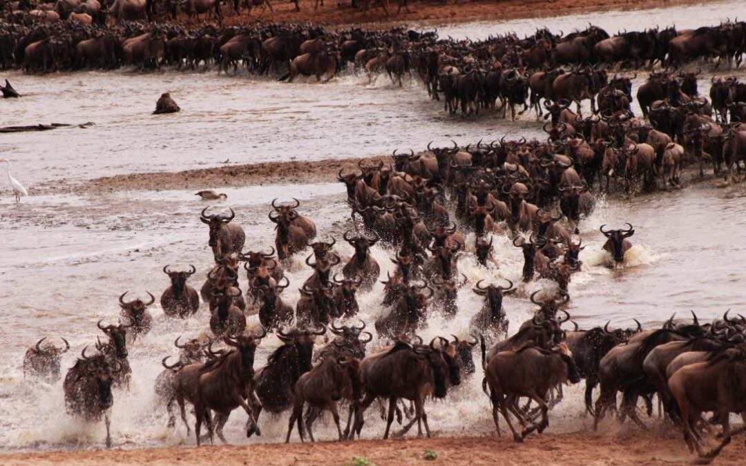 When Can I See Great Migration?